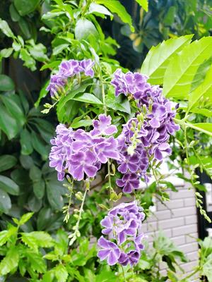 养生零食－－蜂蜜泡坚果（健身.美容.恢复疲劳）的做法 步骤14