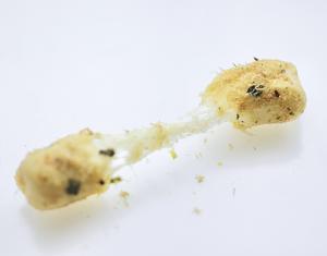 新晋网红小零食-奶酥蛋卷/6种口味的做法 步骤27