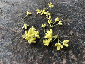 蜂蜜桂花—留住八月桂花香的做法 步骤2