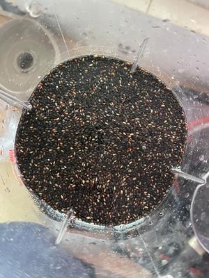 糕点系列：黑芝麻椰汁千层糕的做法 步骤4