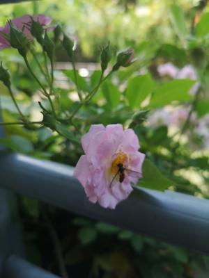 增肌减脂期零食 快手全麦荞麦香葱芝麻苏打饼干 无糖无油 空气炸锅版 消耗全麦粉荞麦粉玉米粉的做法 步骤4