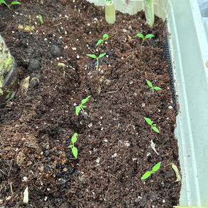 种植蔬菜 生黑黄豆芽 绿豆芽 水养的做法 步骤22