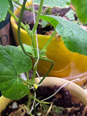 种植蔬菜 生黑黄豆芽 绿豆芽 水养的做法 步骤34