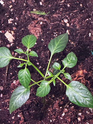 种植蔬菜 生黑黄豆芽 绿豆芽 水养的做法 步骤36