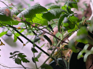 种植蔬菜 生黑黄豆芽 绿豆芽 水养的做法 步骤38