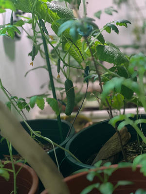 种植蔬菜 生黑黄豆芽 绿豆芽 水养的做法 步骤39