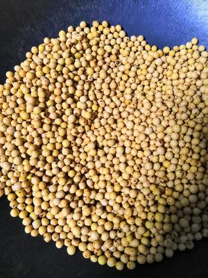 香脆炒黄豆（简单，减肥补钙营养）PS：底下有更简单更美味方法的做法 步骤3