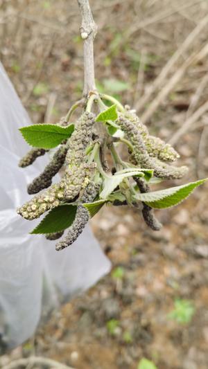 构树穗（褚桃穗）蒸菜的做法 步骤1