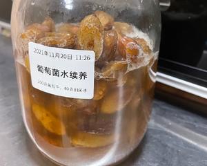 葡萄菌水养成及续养的做法 步骤17