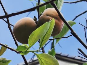 自制柿子饼的做法 步骤1