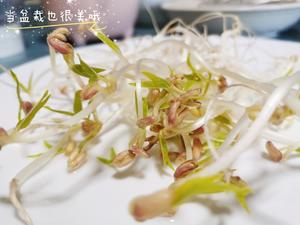 城市李子柒，水培发豆芽的做法 步骤7