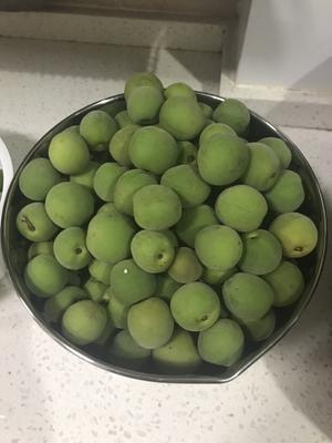 青梅酒的做法 步骤1