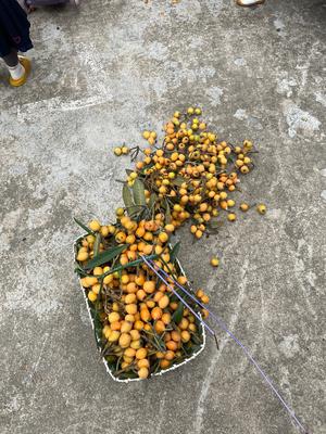 自制枇杷膏（止咳润肺味道好）的做法 步骤1