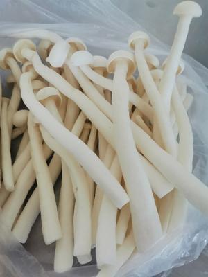菌菇马蹄肉饼煲的做法 步骤1