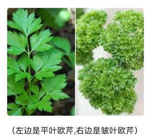 超香！用芹菜叶子 自制欧芹碎（香料调料）的做法 步骤1