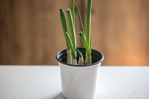 疫情期的留学生青菜自给自足攻略的做法 步骤1