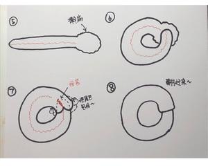 红薯全麦贝果的做法 步骤25