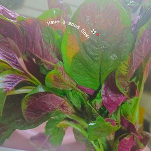 家常小吃--红苋菜粑粑的做法 步骤1