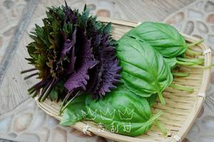 炸紫苏叶的做法 步骤2