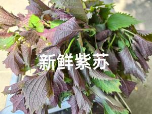 紫苏泡嫩姜十泡椒嫩姜的做法 步骤1