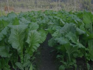 客家腌制酸菜方法 好吃简单的做法 步骤1