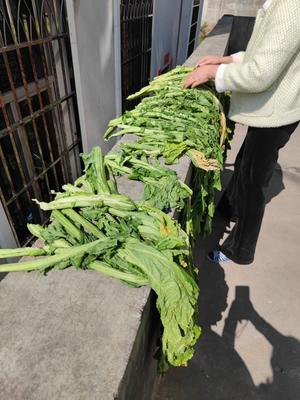 客家腌制酸菜方法 好吃简单的做法 步骤3