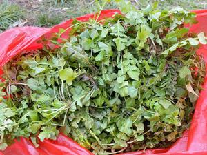 荠菜饺子（馄饨）馅的做法 步骤4