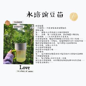 种植豌豆苗的做法 步骤4