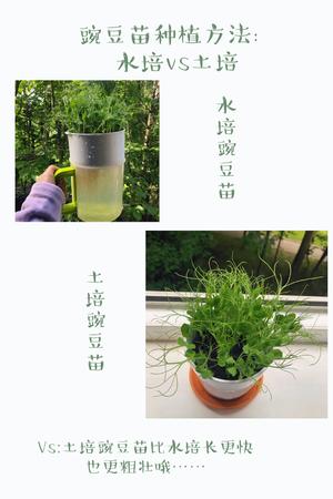 种植豌豆苗的做法 步骤3