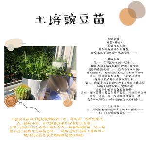 种植豌豆苗的做法 步骤5