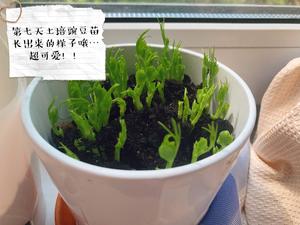 种植豌豆苗的做法 步骤7