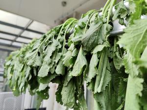 6⃣️种常见野菜‼️春天的味道‼️内附做法及保存方法的做法 步骤14