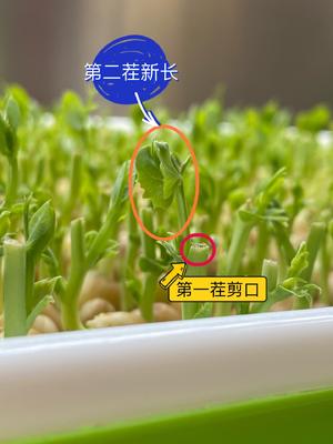 上汤豆苗（从培植开始）的做法 步骤9