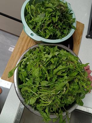 荠菜水饺的做法 步骤1