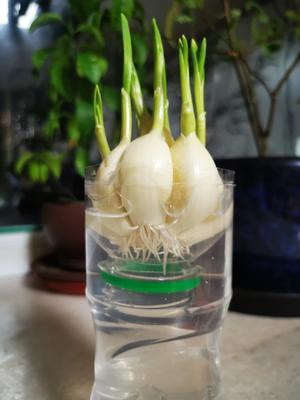 水培蒜苗的做法 步骤5