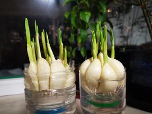 水培蒜苗的做法 步骤4