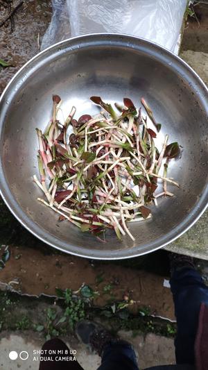 凉拌折耳根＋油菜苔的做法 步骤1