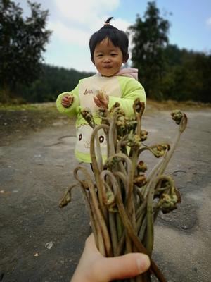 蕨菜炒腊肉的做法 步骤1