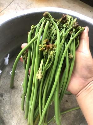 春天的野菜：炒蕨菜的做法 步骤6