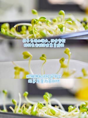 保姆级发豆芽教程，新手一次成功～马上点赞收藏～的做法 步骤8