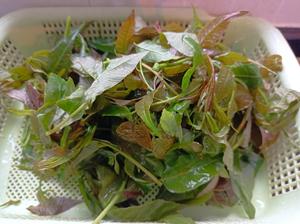 春季十道素~主菜（二）~香椿蒸豆腐的做法 步骤5