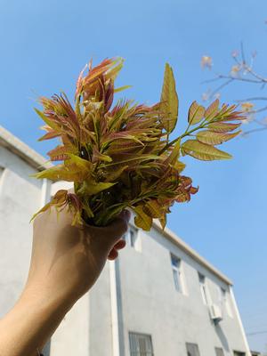 香椿炒鸡蛋（错过要等一年）的做法 步骤1