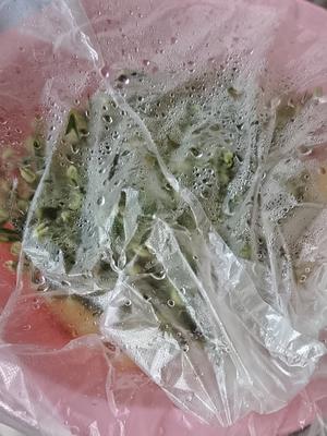 自制简易版绿豆芽的做法 步骤8