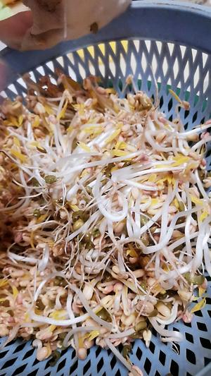 自制无添加剂绿豆芽的做法 步骤14