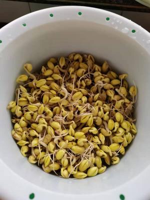 一起体验如何「生黄豆芽」吧？的做法 步骤8