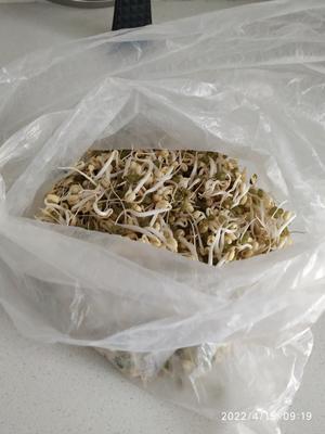 自发豆芽的做法 步骤9