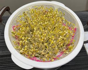 自制绿豆芽（蒸锅版——附去豆芽壳技巧）的做法 步骤10