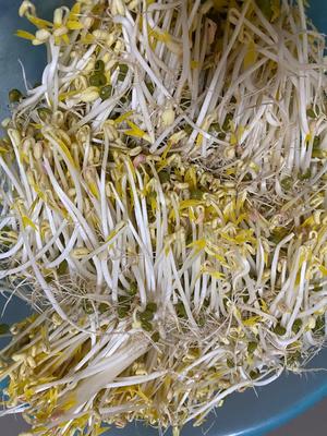 自制绿豆芽（蒸锅版——附去豆芽壳技巧）的做法 步骤11