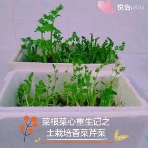 菜根菜心重生记的做法 步骤13