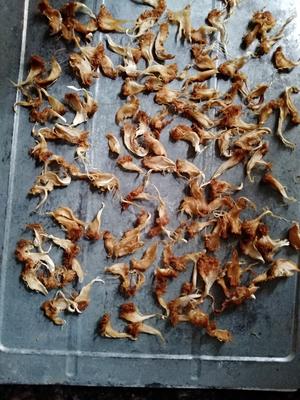 自制猴头菇饼干的做法 步骤2